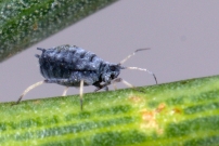 Un Puceron du Cytise. Ici sur gent d'Espagne (Homoptre - Aphididae - Aphis cytisorum)